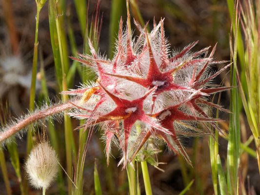 Sternklee - eine in Australien invasive Art