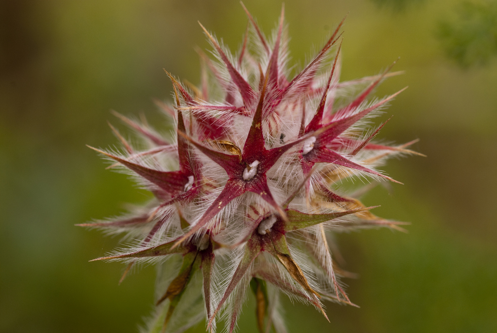 Sternklee (Trifolium stellatum)