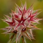 Sternklee (Trifolium stellatum)