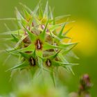 Sternklee (Trifolium stellatum)