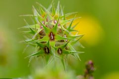 Sternklee (Trifolium stellatum)