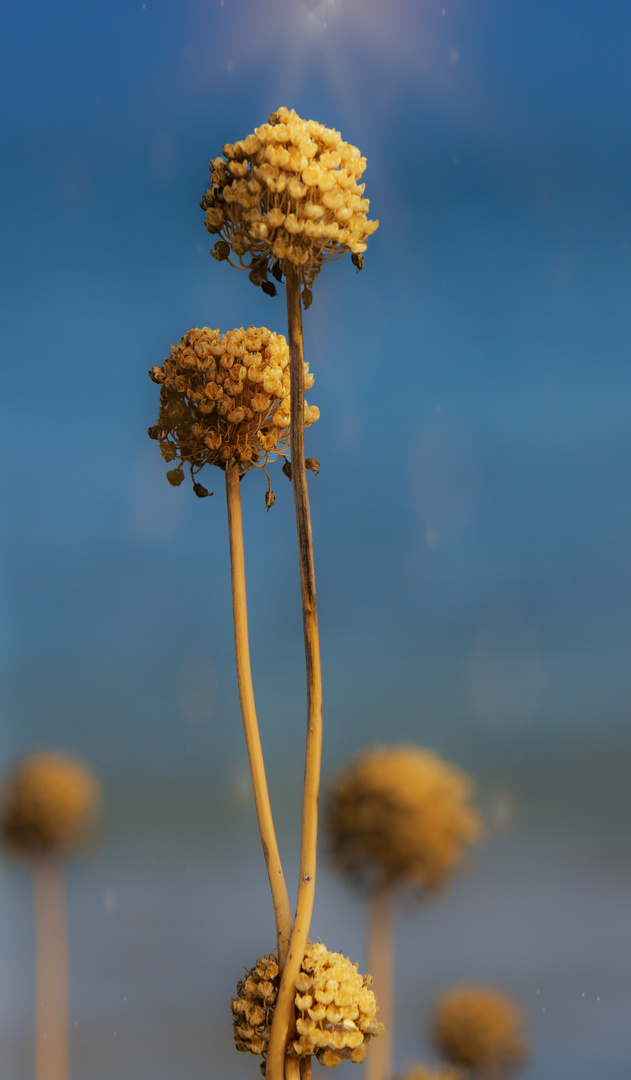 Sternkugel 