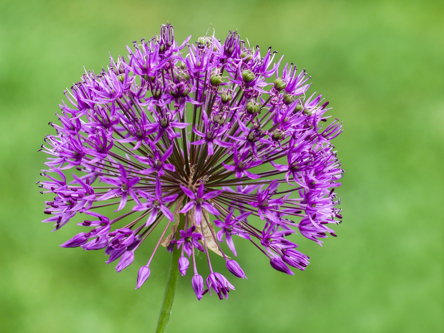 Sternkugel Lauch Allium