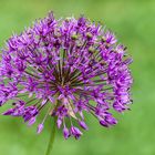 Sternkugel Lauch Allium