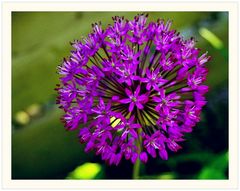 Sternkugel-Lauch (Allium christophii), auch Gartenkugel-Lauch genannt.