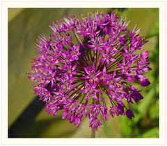 Sternkugel-Lauch (Allium christophii), auch Gartenkugel-Lauch genannt.