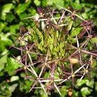 Sternkugel-Lauch (Allium cristophii)