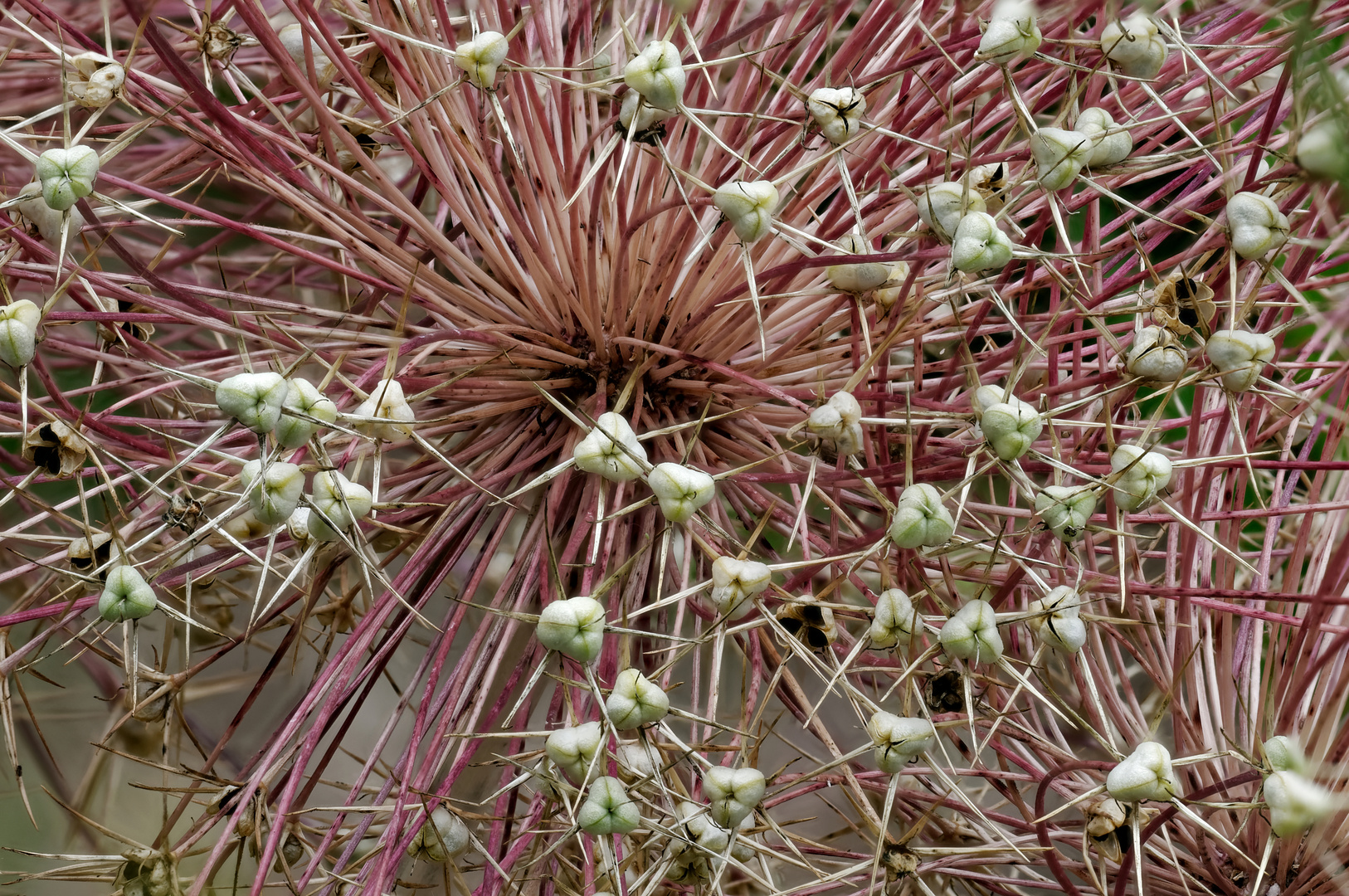 Sternkugel-Lauch (Detail)