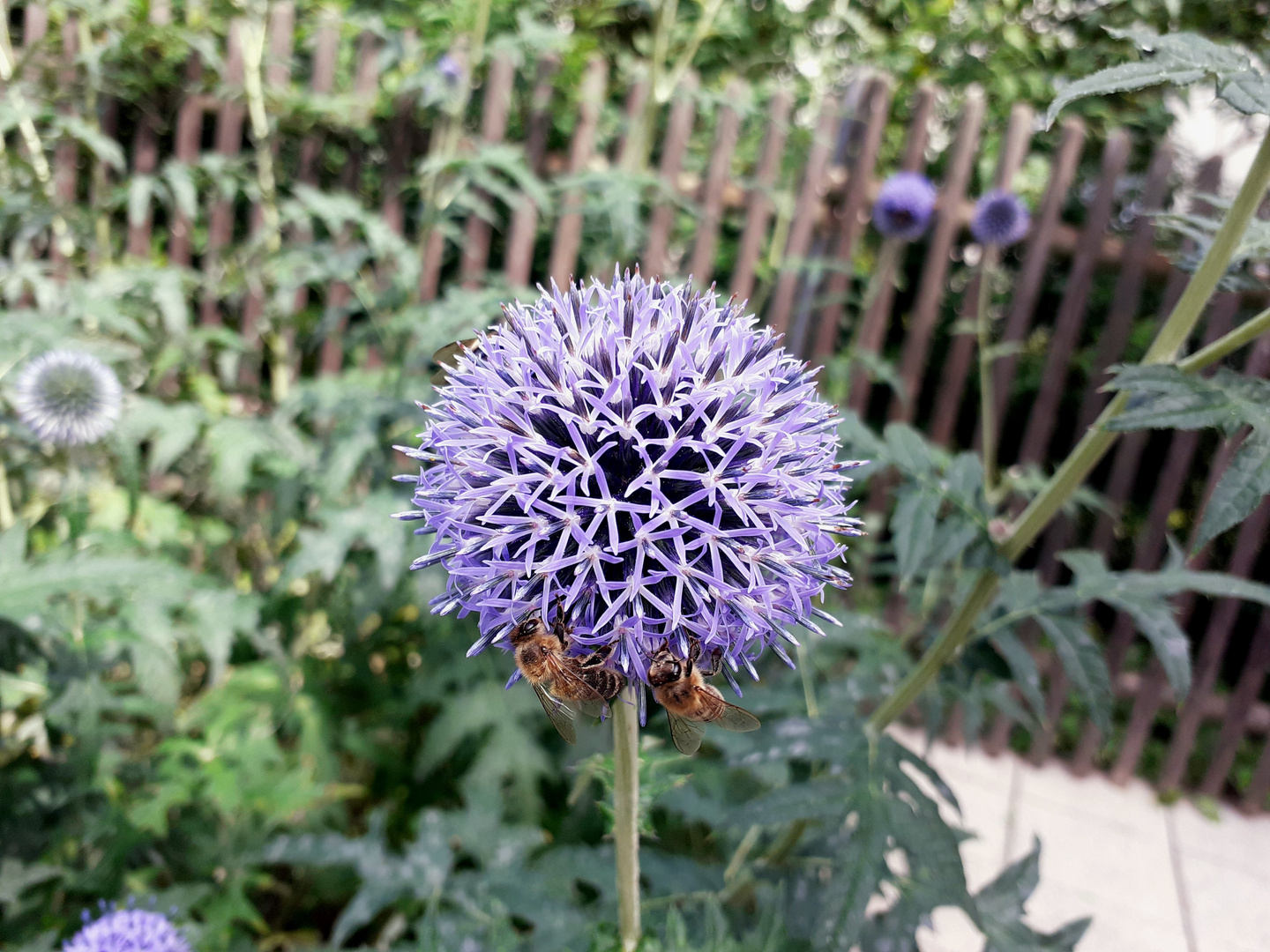 Sternkugellauch/ Alium christophii