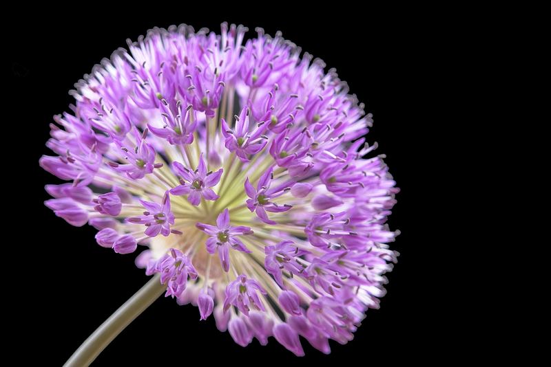 Sternkugellauch - (Allium christophii)