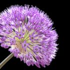 Sternkugellauch - (Allium christophii)