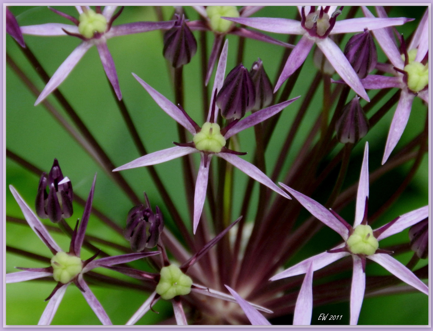 Sternkugellauch "Allium christophii"