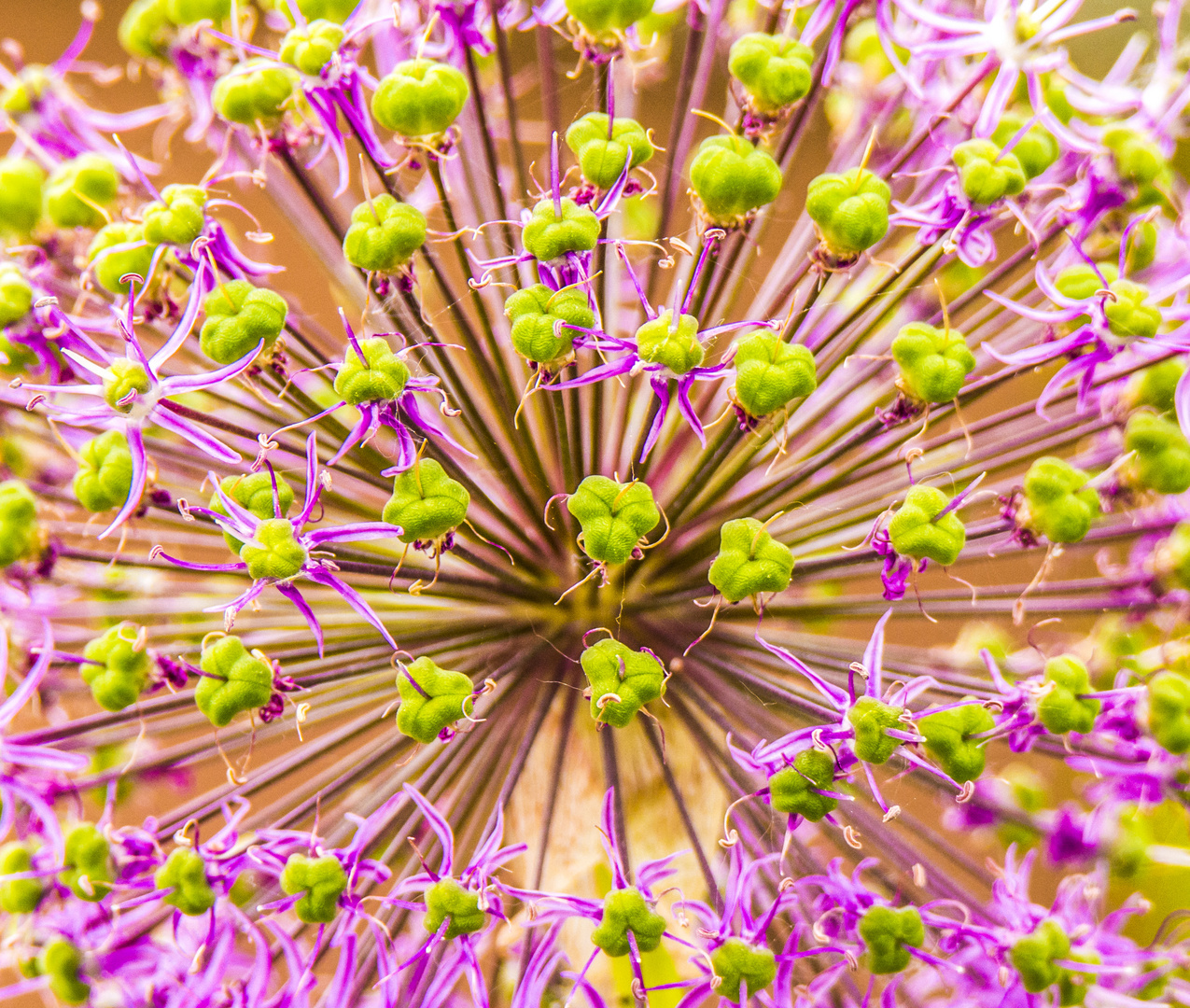 Sternkugellauch (Allium christophii)