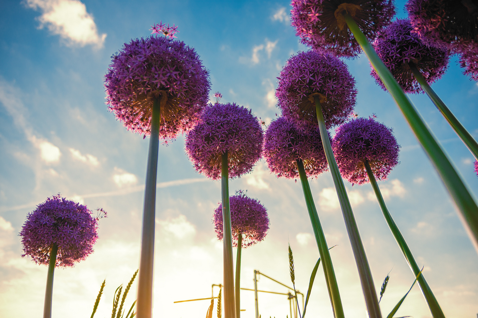 Sternkugeln im Abendlicht