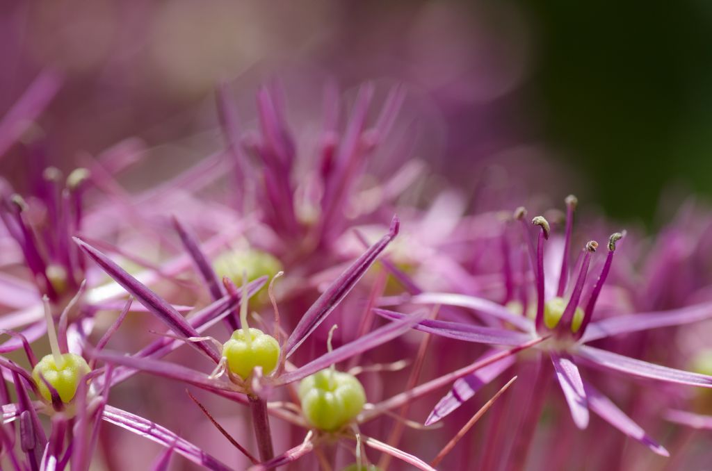 Sternlauch ( Aliium christophii )