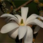 (*) Sternmagnolie (*)