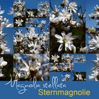 Sternmagnolie