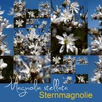 Sternmagnolie