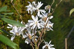 Sternmagnolie