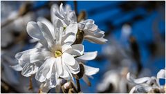 Sternmagnolie