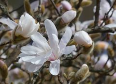 Sternmagnolie