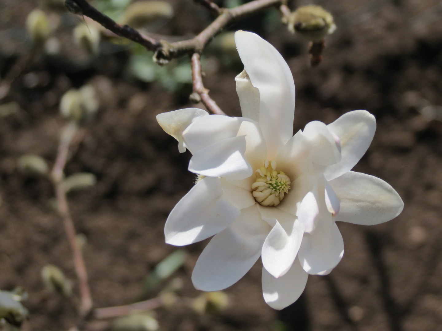 Sternmagnolie Blüte