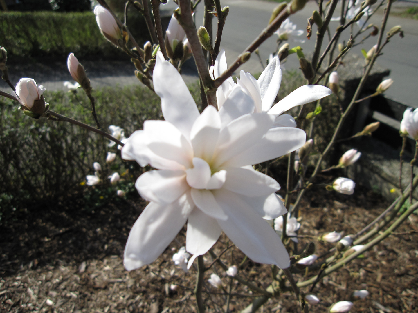 Sternmagnolie im Frühjahr