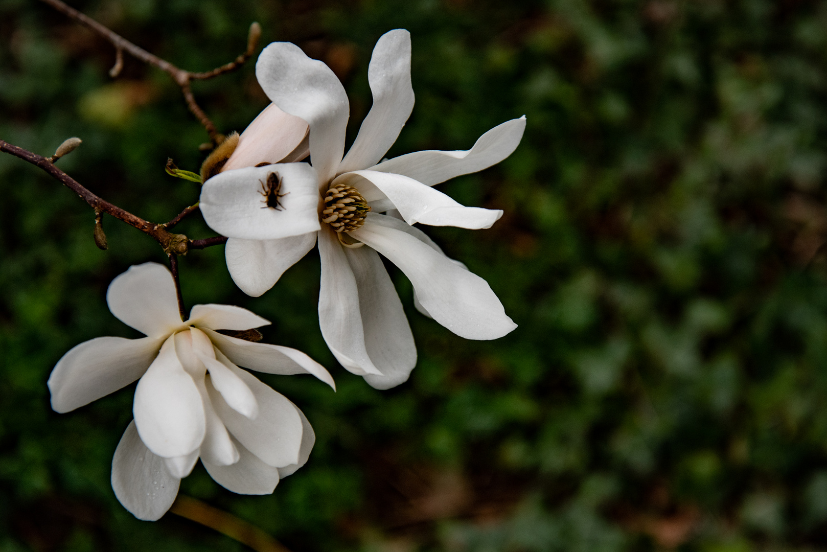 Sternmagnolie im Garten