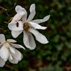 Sternmagnolie im Garten