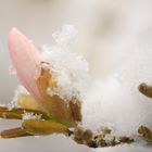 Sternmagnolie im Schnee