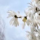 Sternmagnolie im Wind (1)