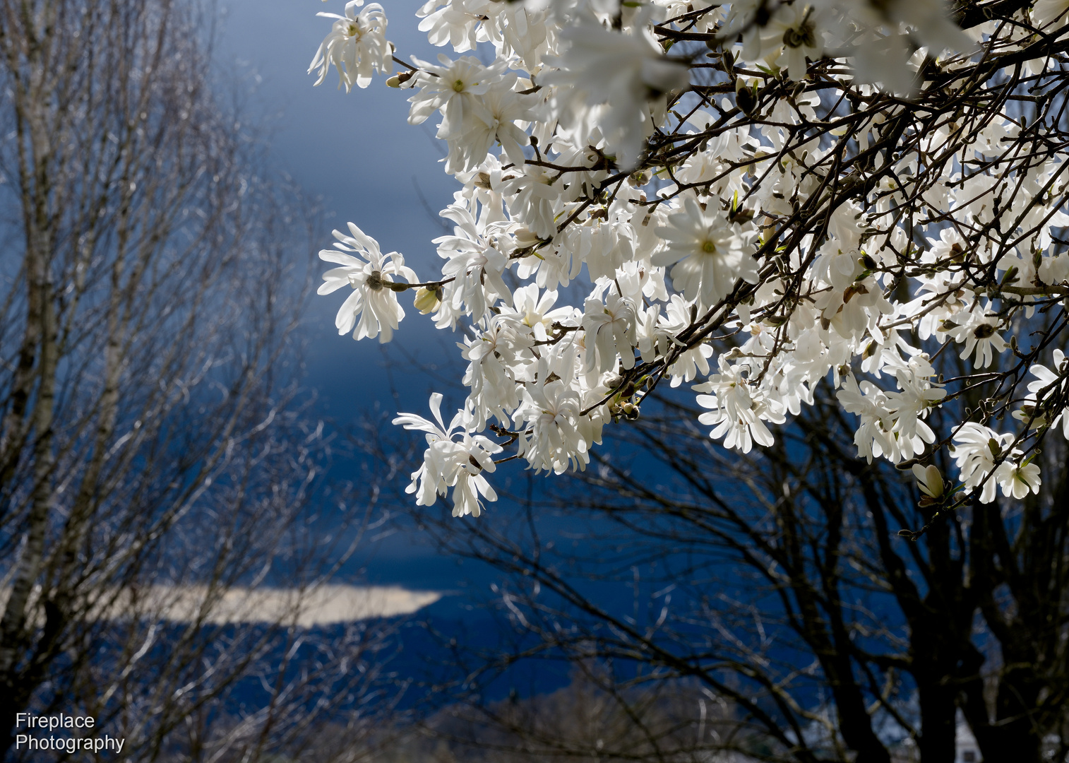 Sternmagnolie im Wind (2)