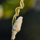 Sternmagnolie im Winter