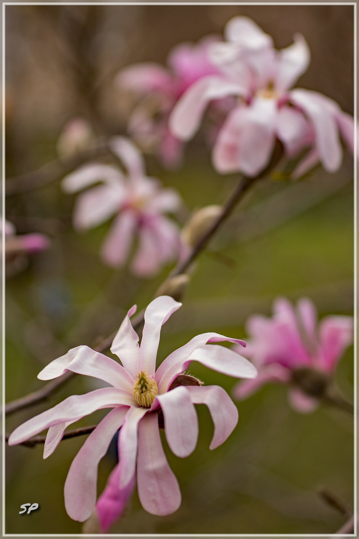 Sternmagnolie "Magnolia loebneri"