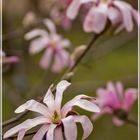 Sternmagnolie "Magnolia loebneri"