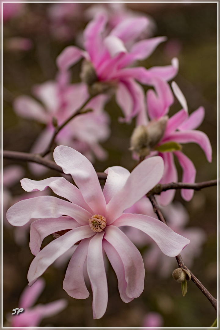 Sternmagnolie "Magnolia loebneri"