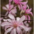 Sternmagnolie "Magnolia loebneri"