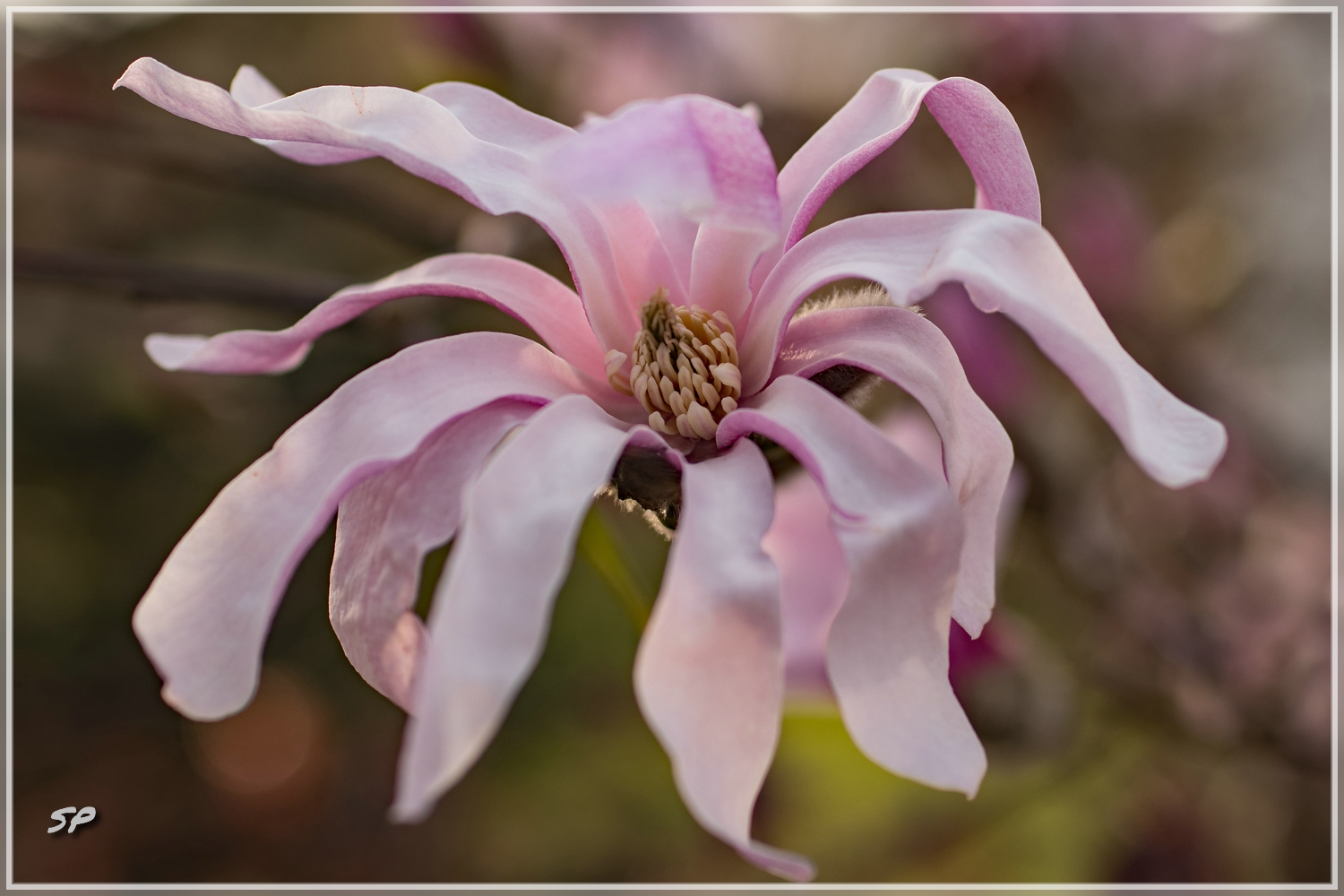 Sternmagnolie "Magnolia loebneri"