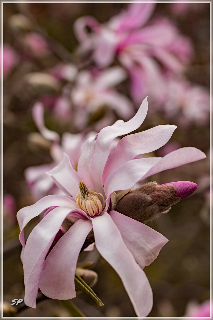 Sternmagnolie "Magnolia loebneri"