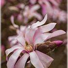 Sternmagnolie "Magnolia loebneri"