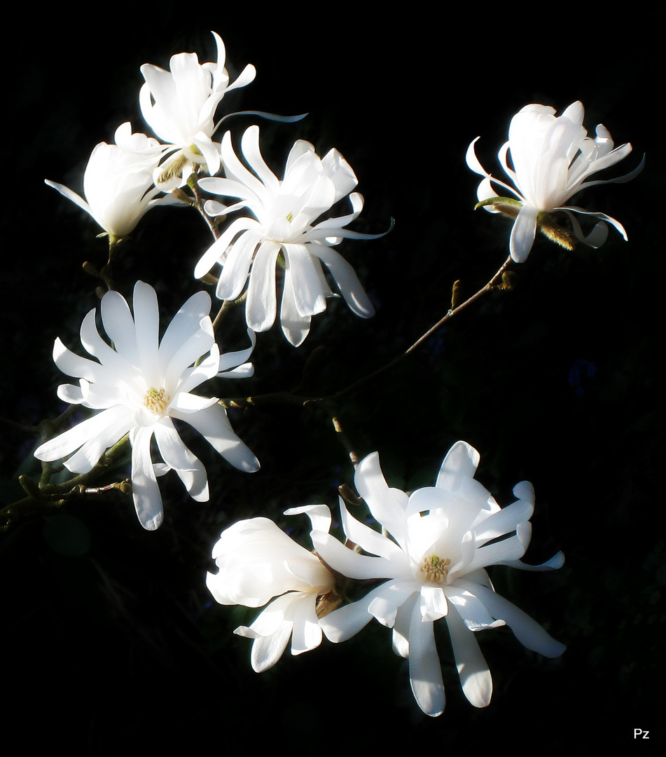 Sternmagnolie - Magnolia stellata ...