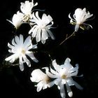 Sternmagnolie - Magnolia stellata ...