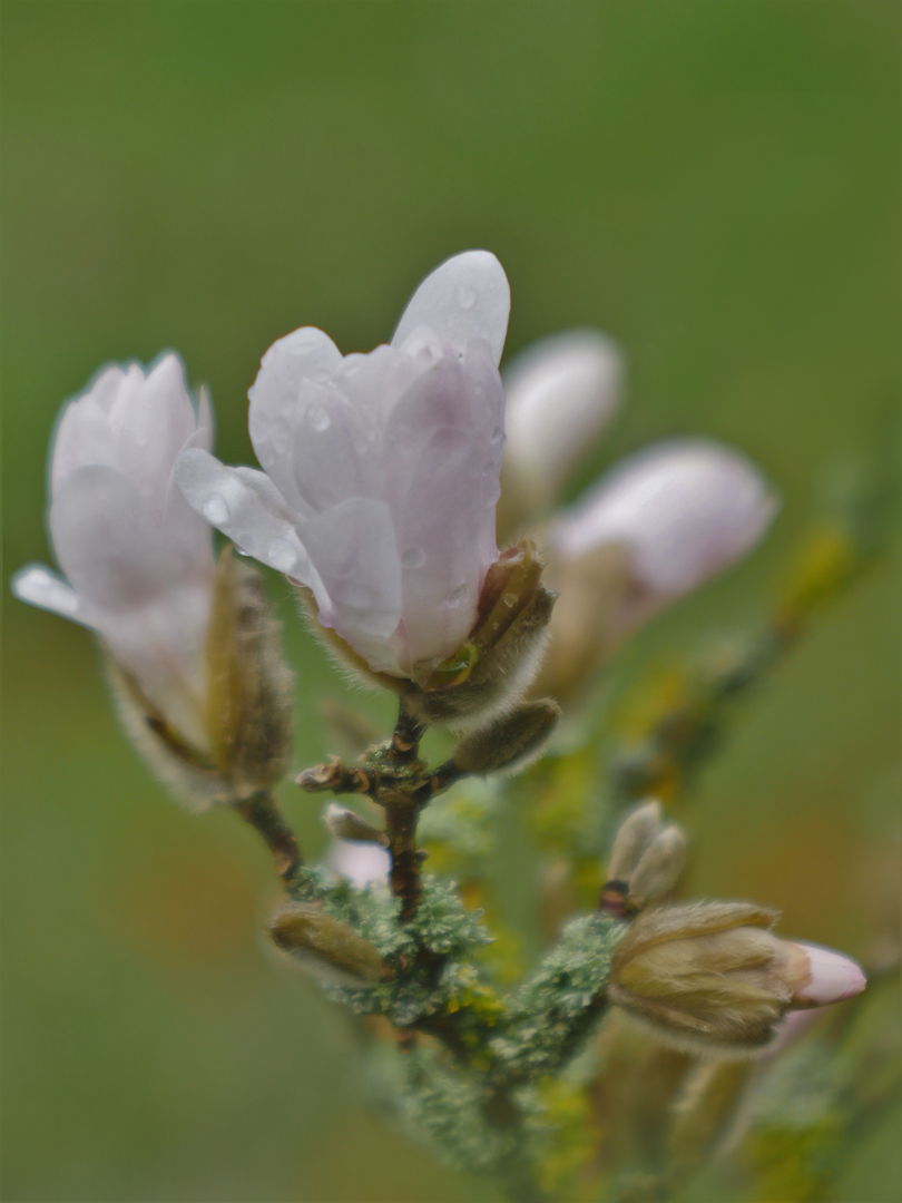 Sternmagnolie, (Magnolia stellata)