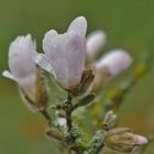 Sternmagnolie, (Magnolia stellata)