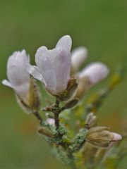 Sternmagnolie, (Magnolia stellata)