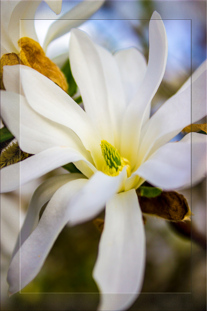 Sternmagnolie (Magnolia stellata) Blüten