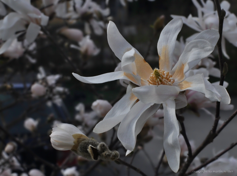 "sternmagnolie | magnolie"