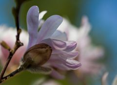 Sternmagnolie mit Besatz