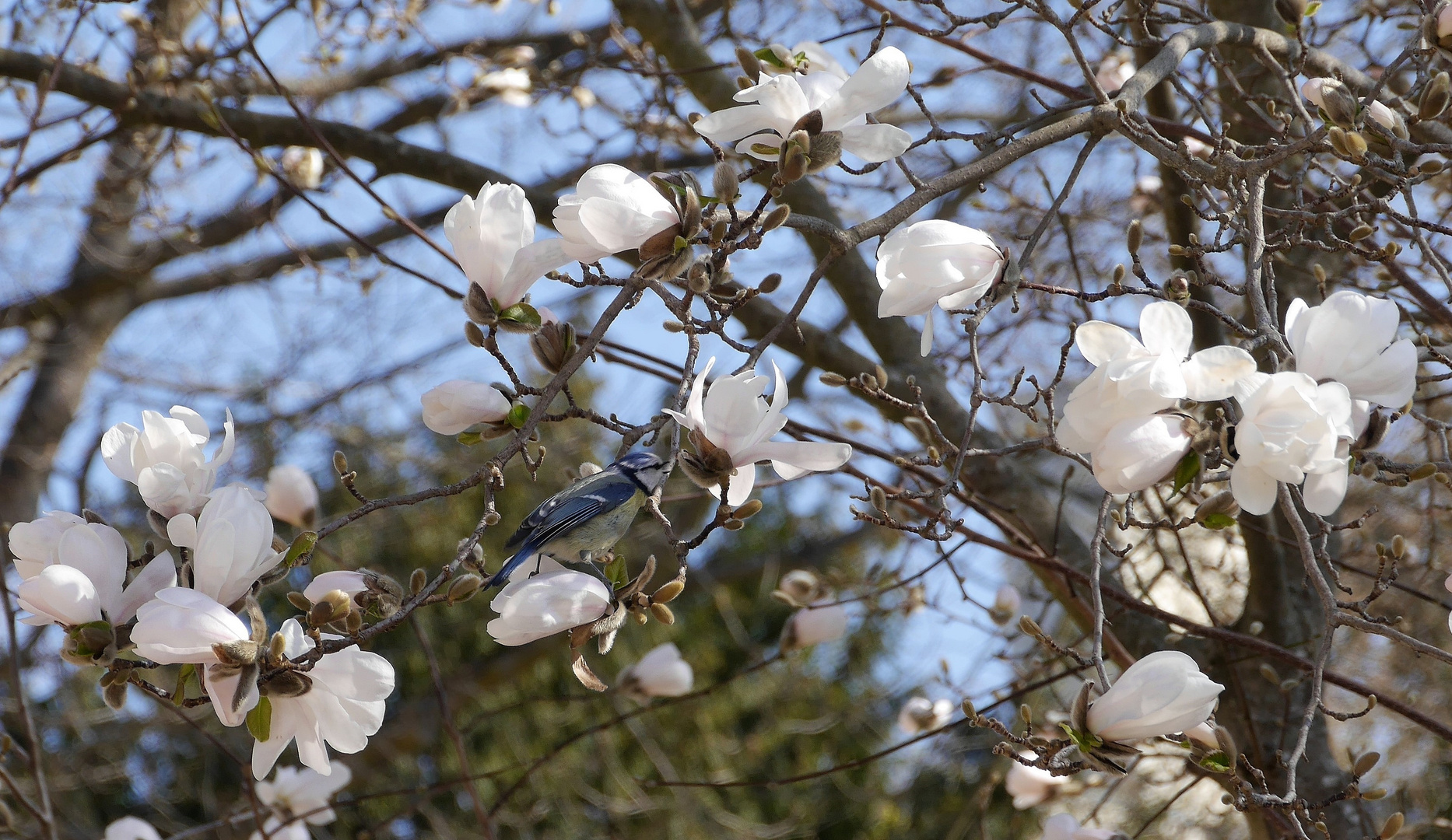 Sternmagnolie mit Besucher