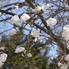 Sternmagnolie mit Besucher